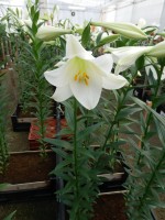 [5153 Lincoln DJ No02.JPG]